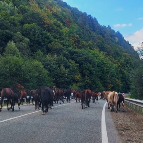 4 города Кавказских Минеральных Вод и Домбай в индивидуальном формате