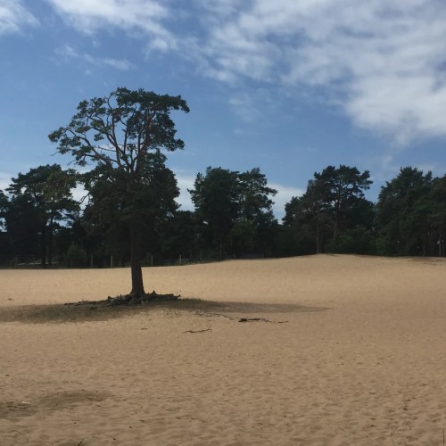 Дачно-курортное очарование Сестрорецка