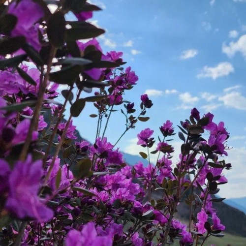 В сиреневом море цветов: весенний автотур по Чуйскому тракту