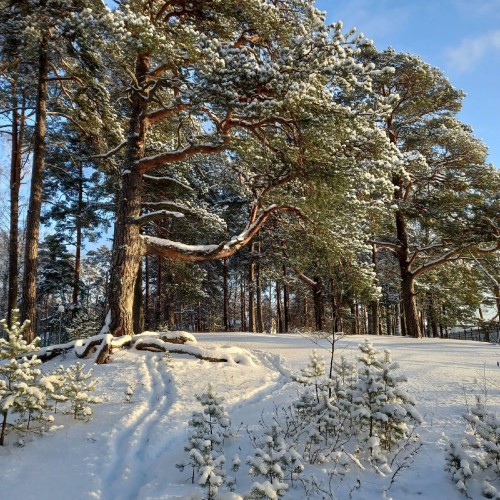 Приморский Парадиз — Сестрорецк, Репино, Комарово и Зеленогорск