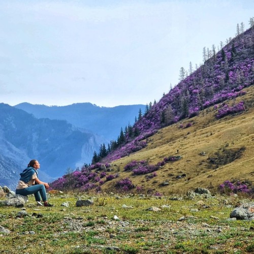 По цветущему Алтаю верхом: конный тур с проживанием на базе (всё включено)