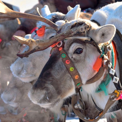 В гости к северным оленям + прогулка по Шуваловскому парку
