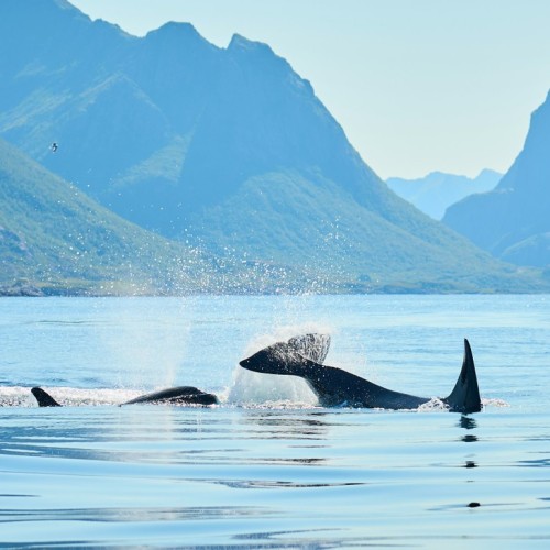 Навстречу гренландским китам: экспедиция к Шантарским островам с лекциями биологов