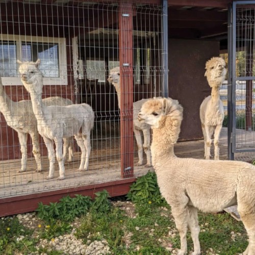В усадьбу Марьино из Петербурга