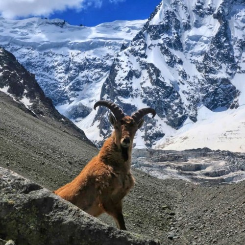 Треккинг налегке в Безенги с размещением в альплагере