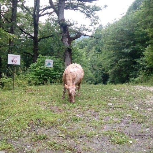 Джип-тур в горах Красной Поляны: 2 походных дня с палатками и рюкзаками, экскурсии и «Роза Хутор»