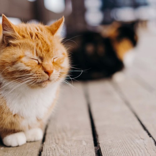 Главные места Калининграда и области за один тур: Зеленоградск, Светлогорск и Куршская коса