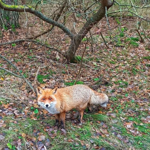 На майские в город кошек: выходные в Зеленоградске с прогулкой по Калининграду и Кушской косе