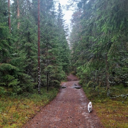 Ладога и звуки леса: побег на природу в небольшой компании от шума и суеты Петербурга
