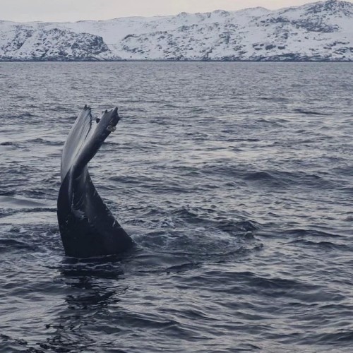 На Кольский в поисках китов и дельфинов мини-группой
