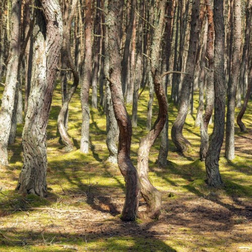 Калининград и города на побережье Балтики (индивидуально)