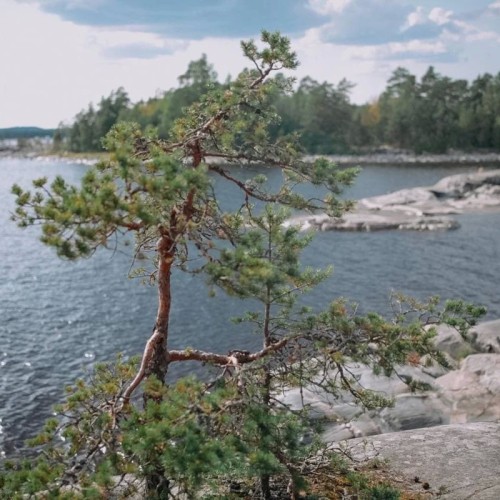 Из Петербурга — на хайкинг по острову Койонсаари
