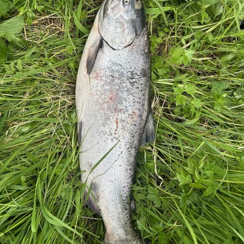 Рыбалка на Камчатке: ловим королевского лосося на реке Большой