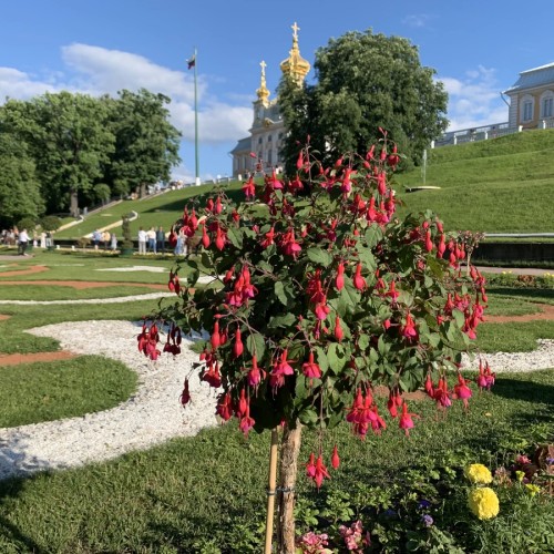 Петергоф: Верхний сад и Нижний парк
