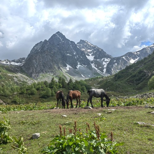 Если с другом вышел в путь: треккинги в Архызе в компании маламута (в мини-группе)