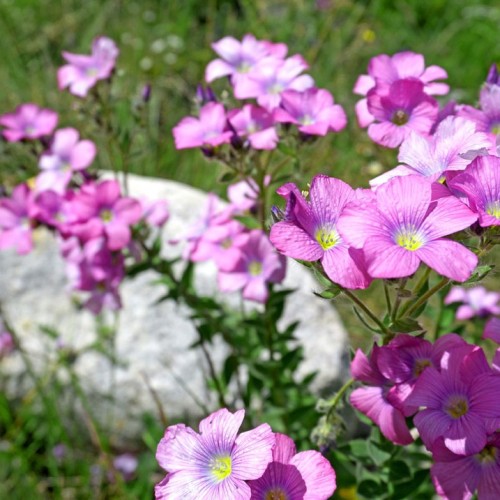 Перезагрузка в Безенги с проживанием в палатках: треккинг к ледникам, водопадам и диким турам