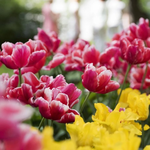 Северные острова Петербурга на авто