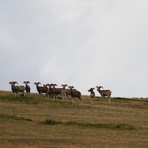 Тур по главным и редким местам Алтая на УАЗах: Чуйский тракт, горы, урочища, озёра и скалы