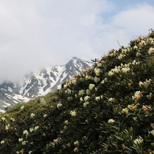 Россыпь цветов и мириады звёзд: астропоход в сердце гор (мини-группа)