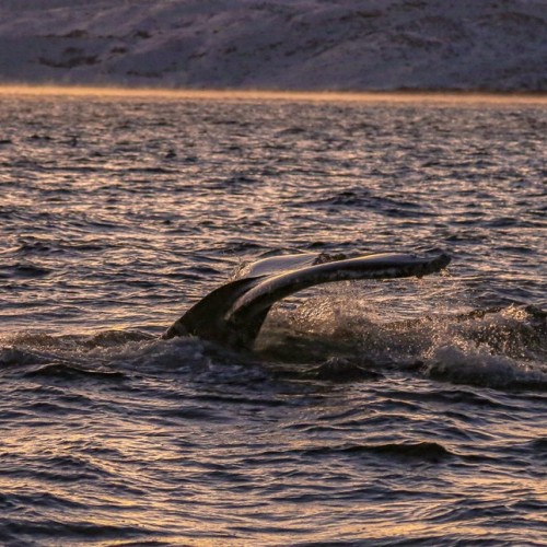 Океан впечатлений на Кольском: выход в море и снегоходы, Хибины и Териберка (мини-группа)