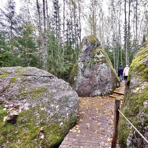 Ферма-парк «Илоранта» + дегустация сыров и сидра — из Санкт-Петербурга