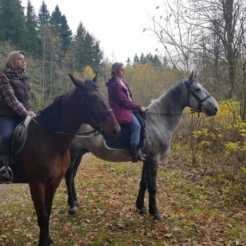 Верхом по Кавголовскому лесопарку — к питомнику зубробизонов
