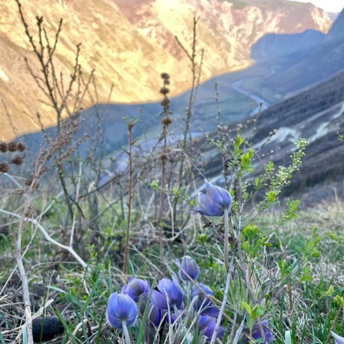 За пейзажами весеннего Алтая: цветение маральника