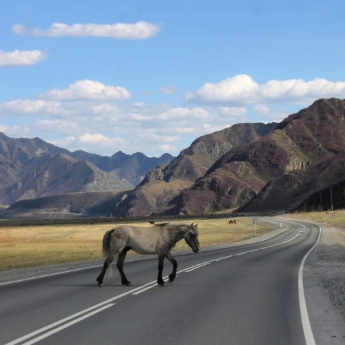 На Алтай за чудесами, энергией и видами (в сборной мини-группе)