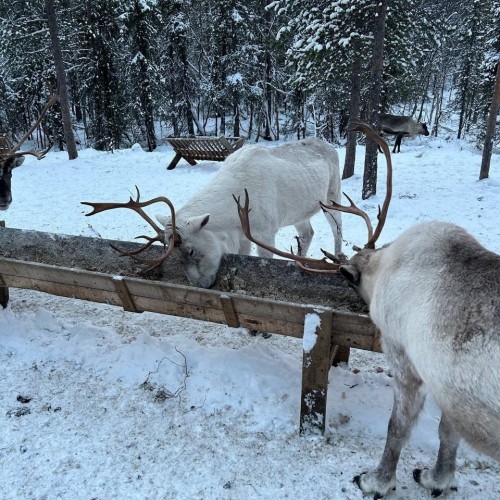 Экспресс-тур по Арктике в мини-группе: Териберка, северное сияние, гастрономия, хаски и олени