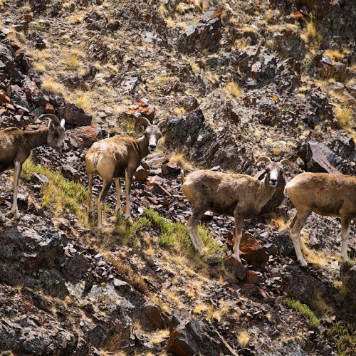 Наедине с Алтаем: высокогорные озёра, живописные долины и неземной ландшафт (всё включено)