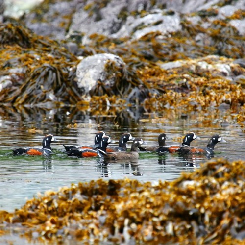 VIP-круиз с экспертами и музыкантами от Камчатки до Чукотки (всё включено)