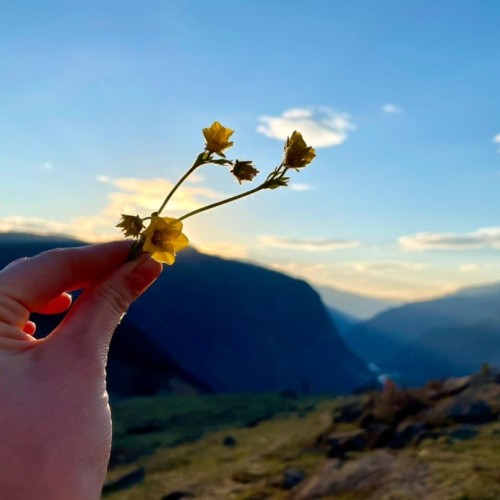 За пейзажами весеннего Алтая: цветение маральника