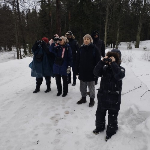 Птицы зимнего Петербурга