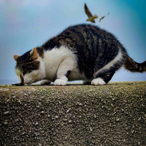 Балтийский берег: Калининград, Куршская коса и очарование курортов