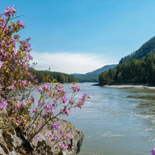 Цветение алтайской сакуры и главные локации: Гейзерное озеро, «Марсы», Катунь и Адыр-Кан