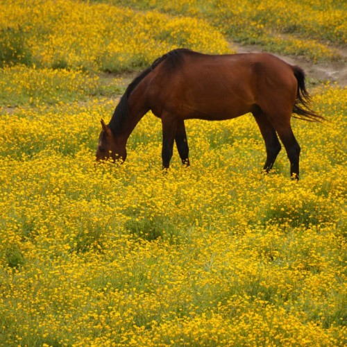 Высокогорный треккинг вокруг Эльбруса в Джилы-Су с проживанием в палатках