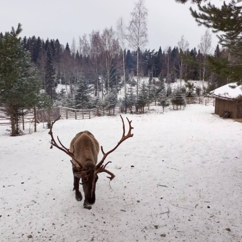 Два дня в сказочной Карелии: горный парк «Рускеала», Паасо и другие популярные места