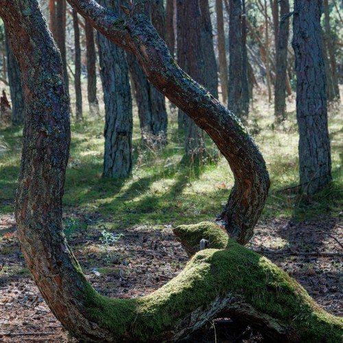 На майские в город кошек: выходные в Зеленоградске с прогулкой по Калининграду и Кушской косе