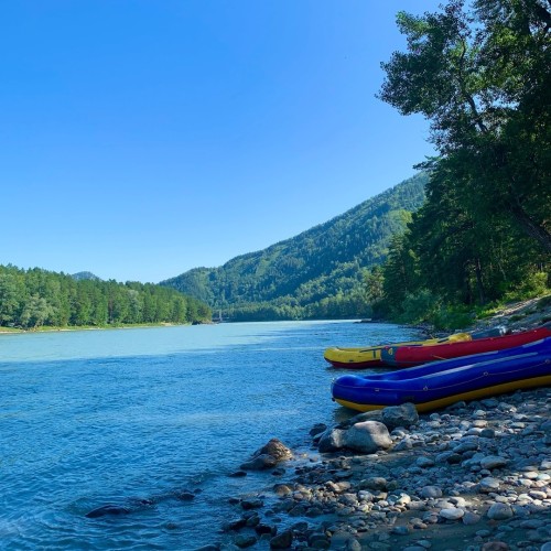 Лиловый наряд Алтая: путешествие по знаковым локациям и цветение маральника