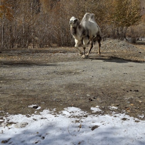 Индивидуальное путешествие по Алтаю: исследуем край на джипе