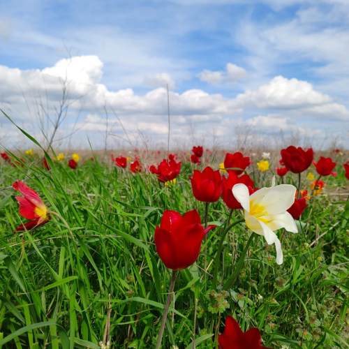 На выходные в Калмыкию: Элиста и цветущие степи