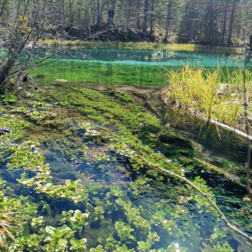 За пейзажами весеннего Алтая: цветение маральника