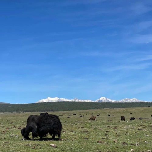 Из Иркутска в Монголию: ночёвки у озера Хубсугул, знакомство с кочевой жизнью и фотосафари
