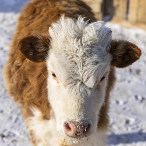 Алтайский Марс и Чуйский тракт за 2 дня в мини-группе