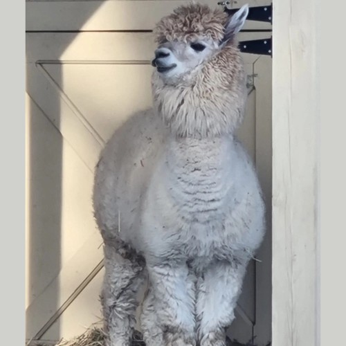Из Екатеринбурга в Верхотурье: на «Ласточке» в духовную столицу Урала