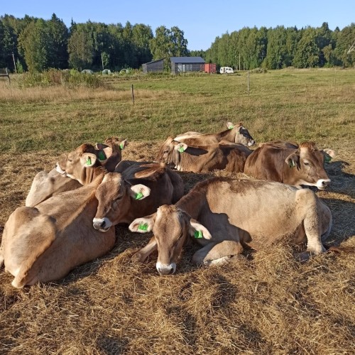 В Йошкар-Олу на выходные: обзорная экскурсия и посещение сыроварни