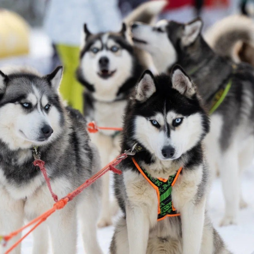 Тур-приключение в Арктике: Териберка и Кировск, кулинарный мастер-класс и северное сияние
