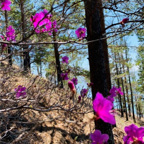 Краски Байкала: «Сибирский Париж», красоты Ольхона и цветение багульника