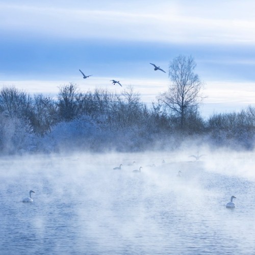 Зимний Алтай: снежные горы, незамерзающие озёра и тысяча лебедей