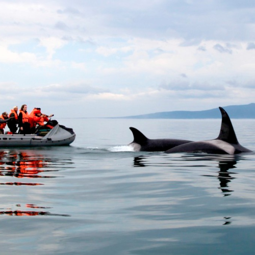 Навстречу гренландским китам: экспедиция к Шантарским островам с лекциями биологов